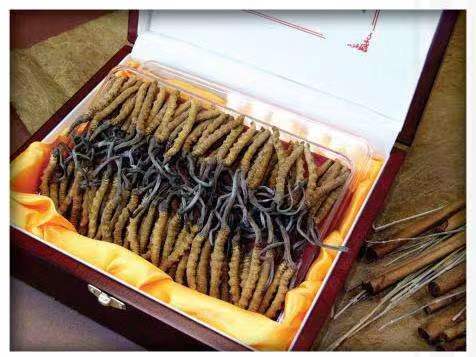 沐川冬虫夏草回收